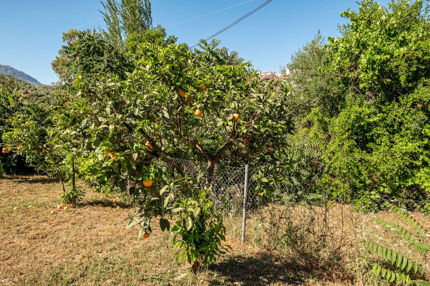 Bella e spaziosa casa di campagna divisa in due case con accessi indipendenti