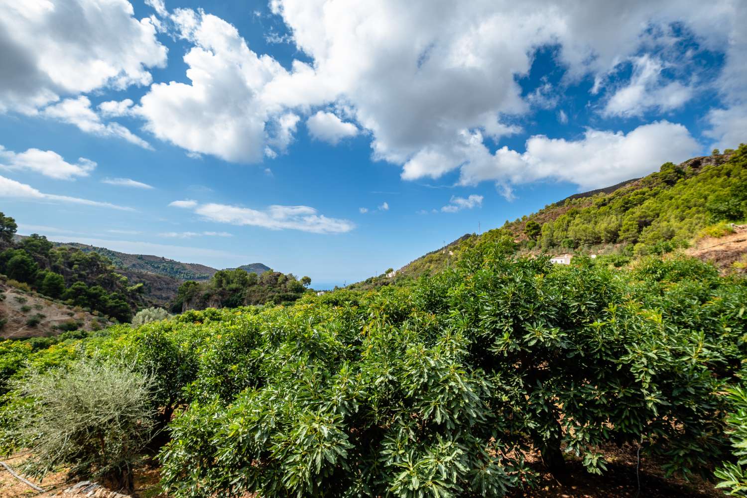 Cortijo en Rio de la Miel, antiguo molino de aceite