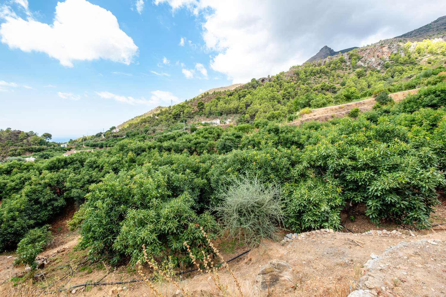 Cortijo en Rio de la Miel, antiguo molino de aceite